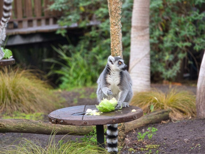 Portrait photo of a lemur eating lettuce