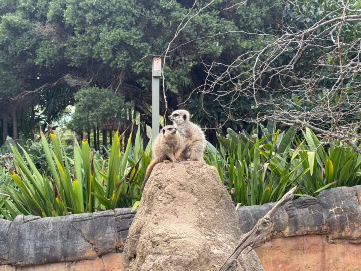 Telephoto image of a group of meerkats