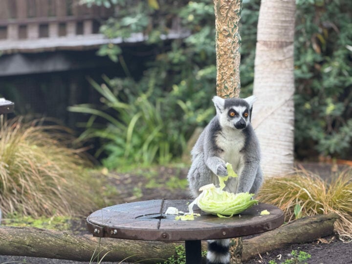Portrait photo of a lemur eating lettuce